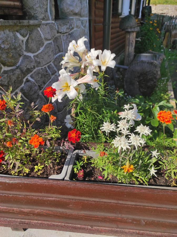 Bed and Breakfast Smucarska Koca Kotlje Exteriér fotografie